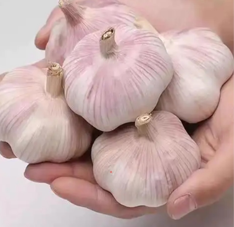 大蒜