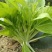10g特亮358白菜苔种子