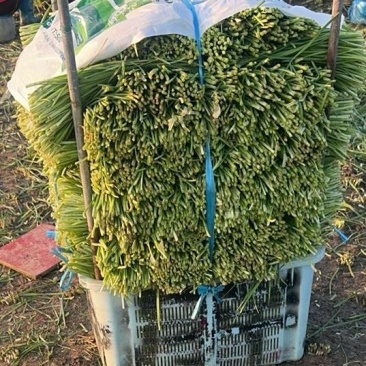 上海金山区。新根头刀韭菜