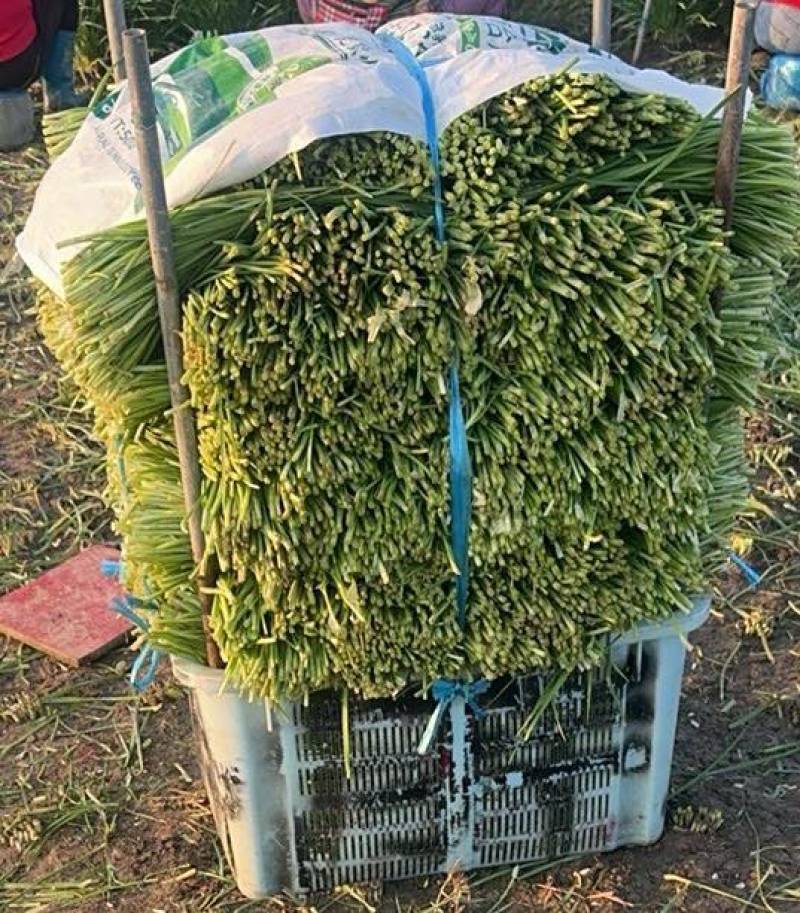 上海金山区。新根头刀韭菜