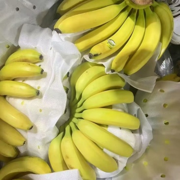 进口菲律宾香蕉