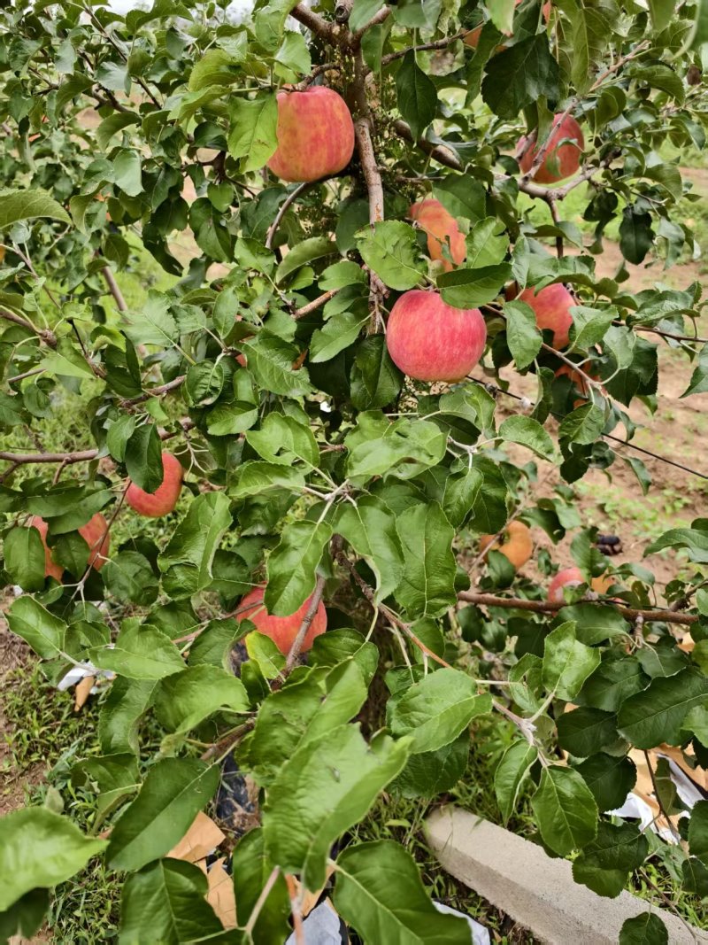 陕西秦翠