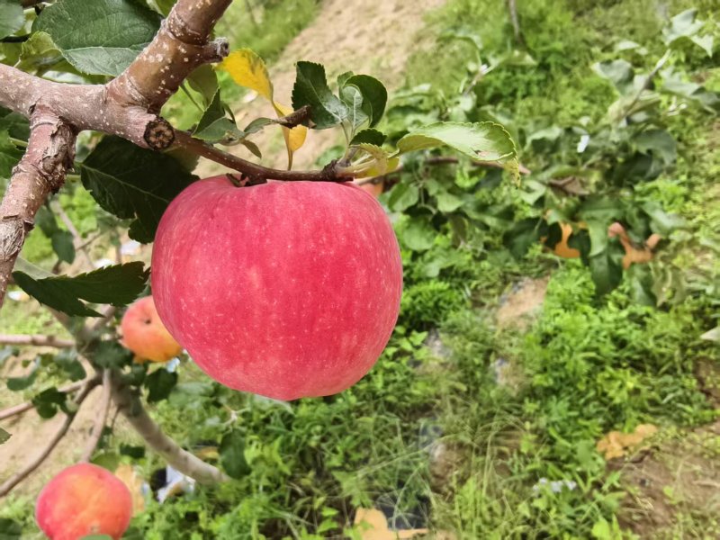 陕西秦翠