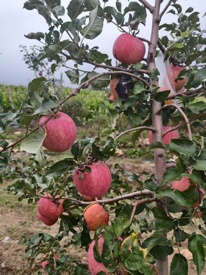 陕西秦翠
