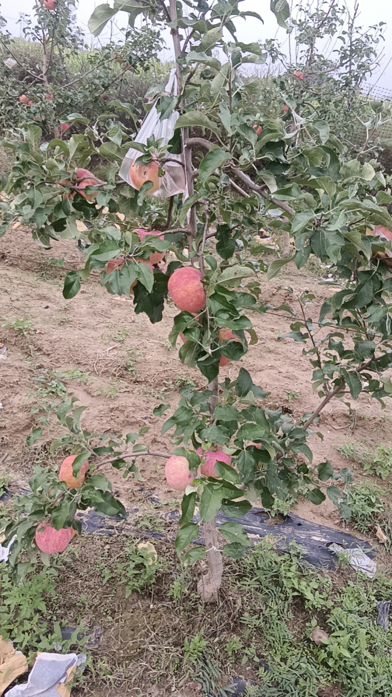 陕西秦翠
