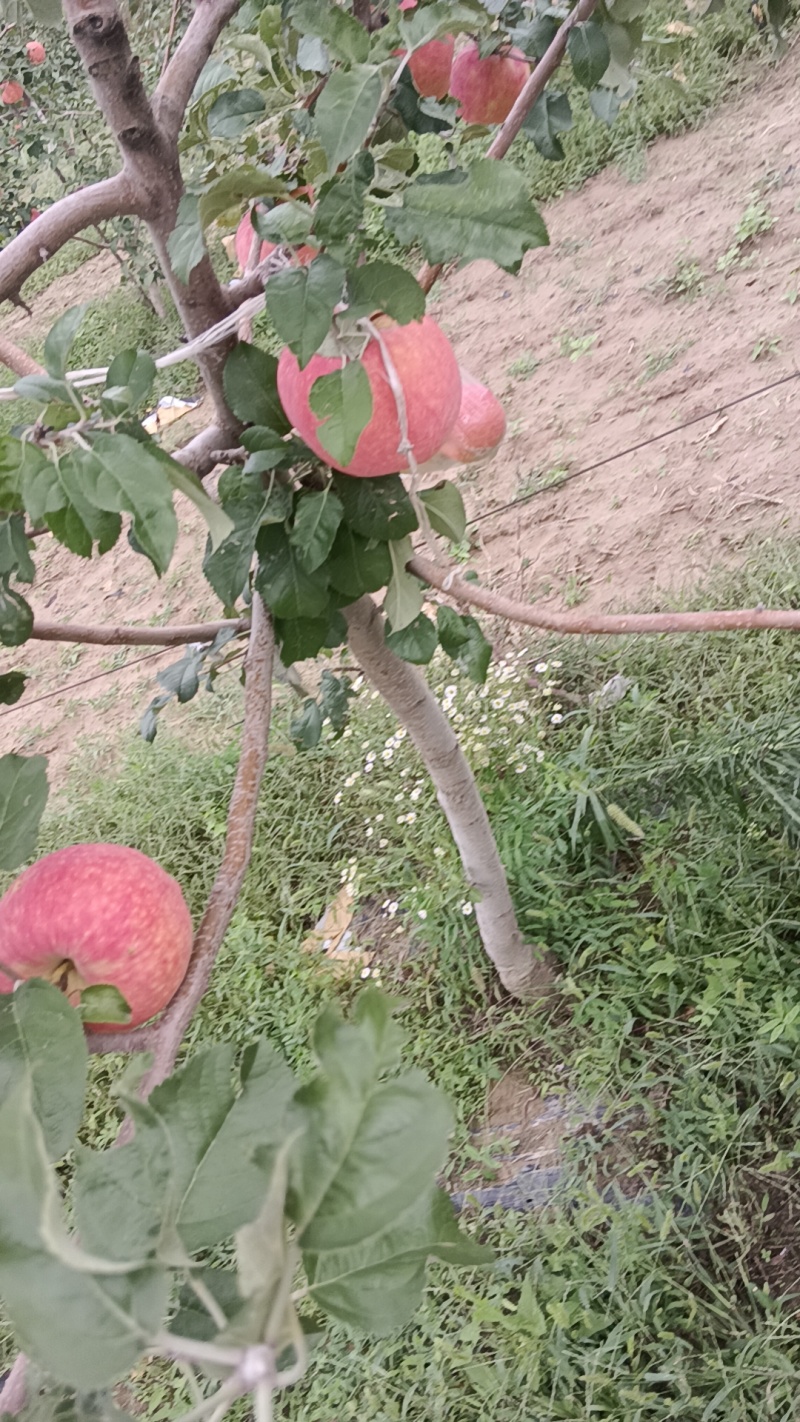 陕西秦翠