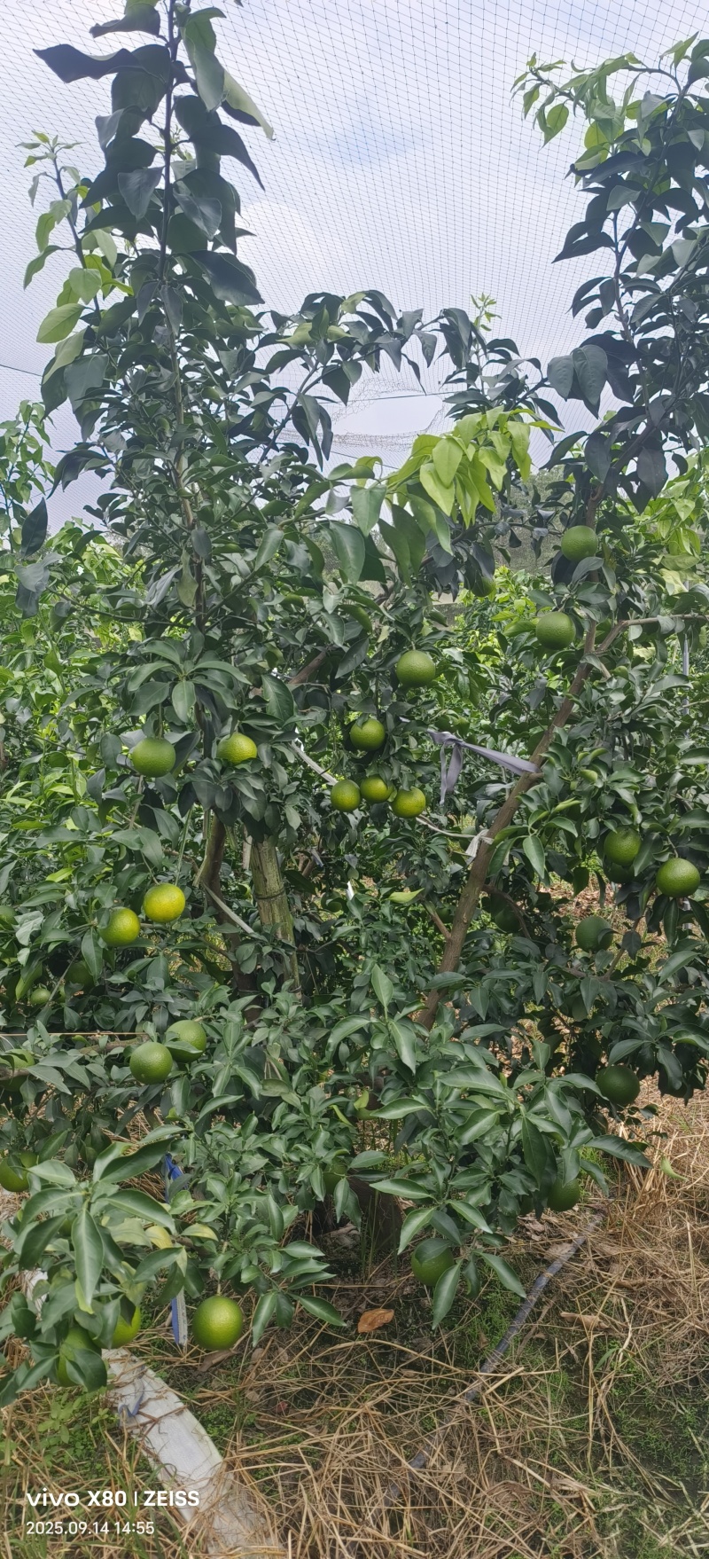 爱媛果冻橙