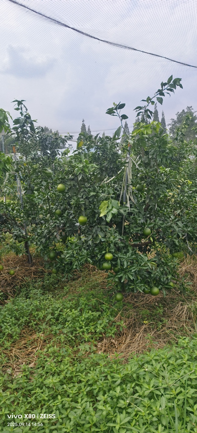 爱媛果冻橙