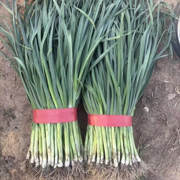 邯郸永年白根蒜苗60公分精品货