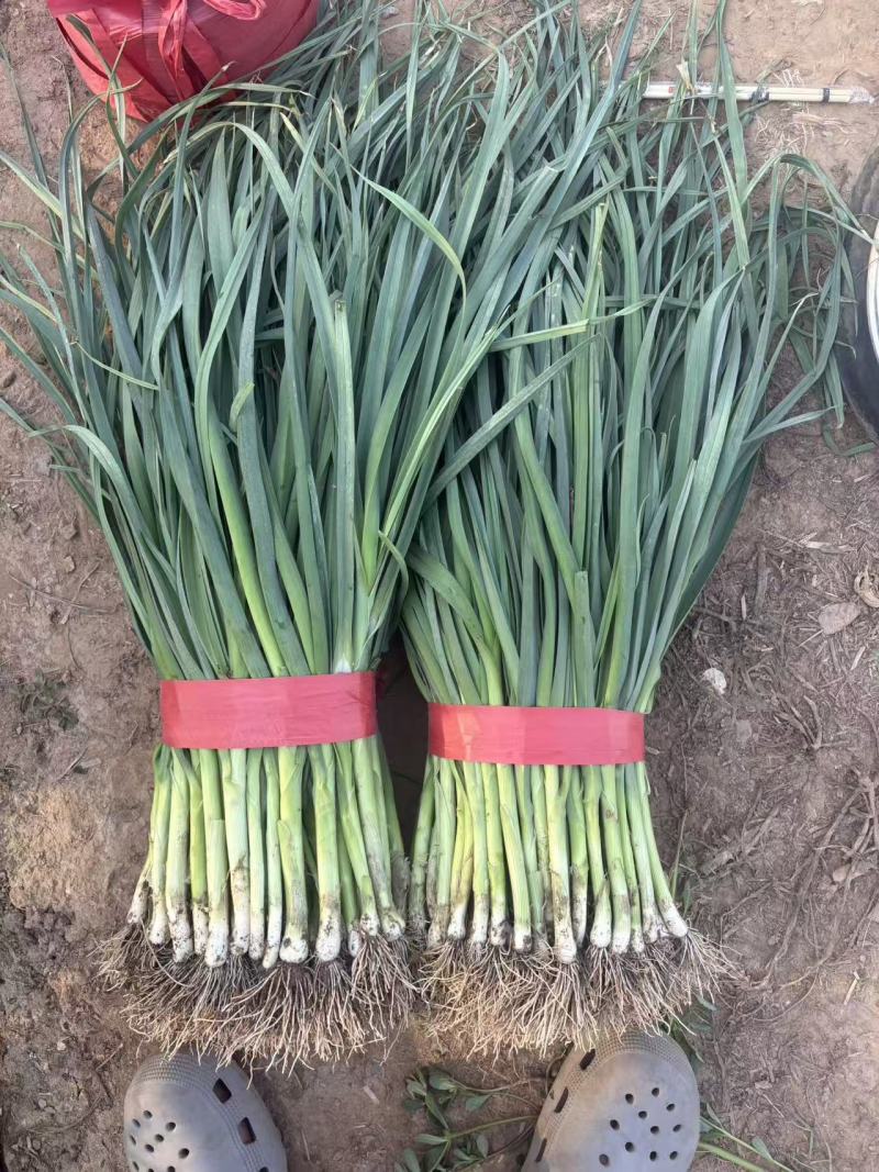 邯郸永年白根蒜苗60公分精品货