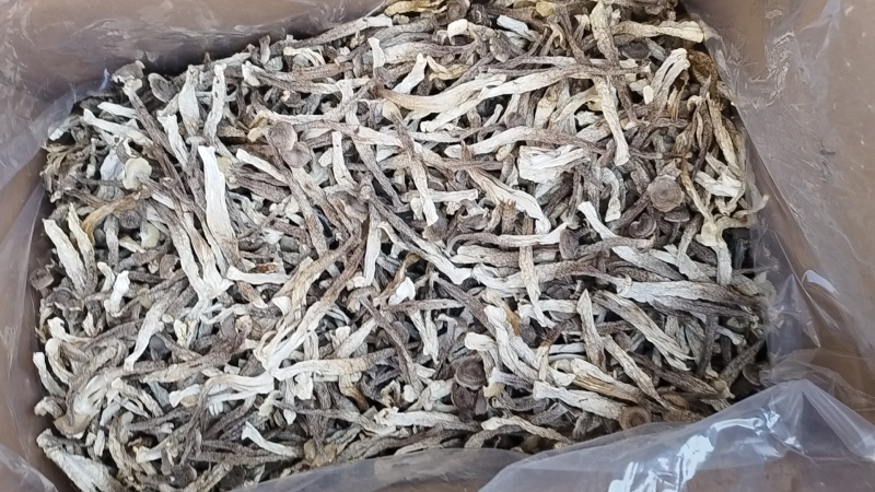 鹿茸菇