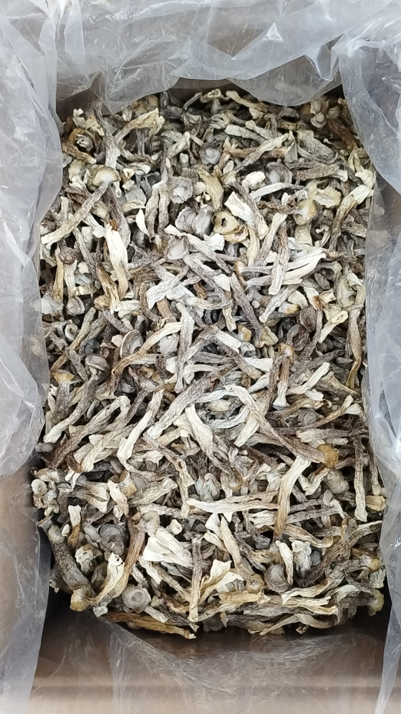 鹿茸菇
