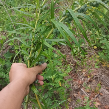 河南，伏牛山黄精