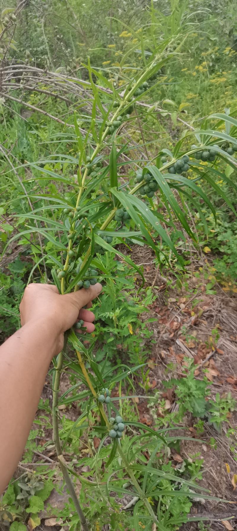 河南，伏牛山黄精