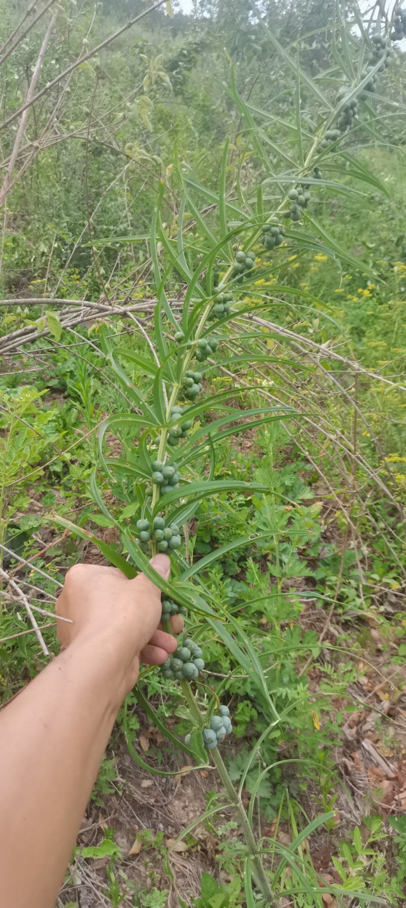 河南，伏牛山黄精