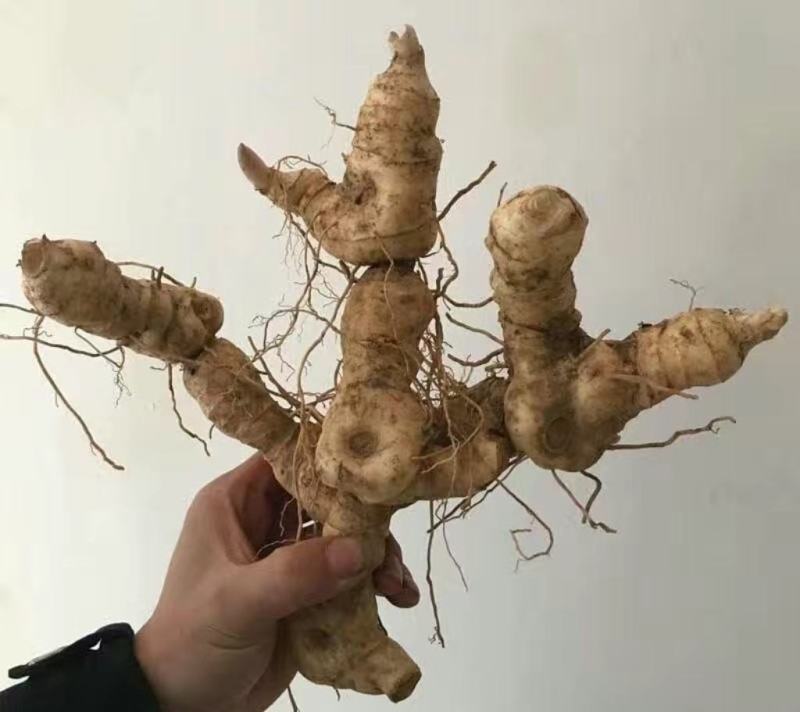 河南，伏牛山黄精
