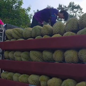 水果