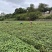 四川成都小叶折耳根叶