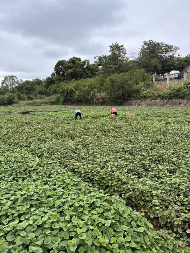 四川成都小叶折耳根叶