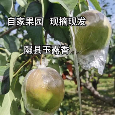 隰县玉露香梨