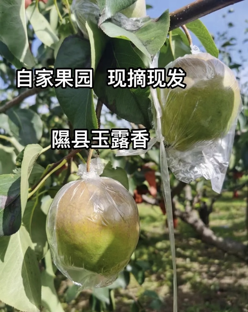 隰县玉露香梨