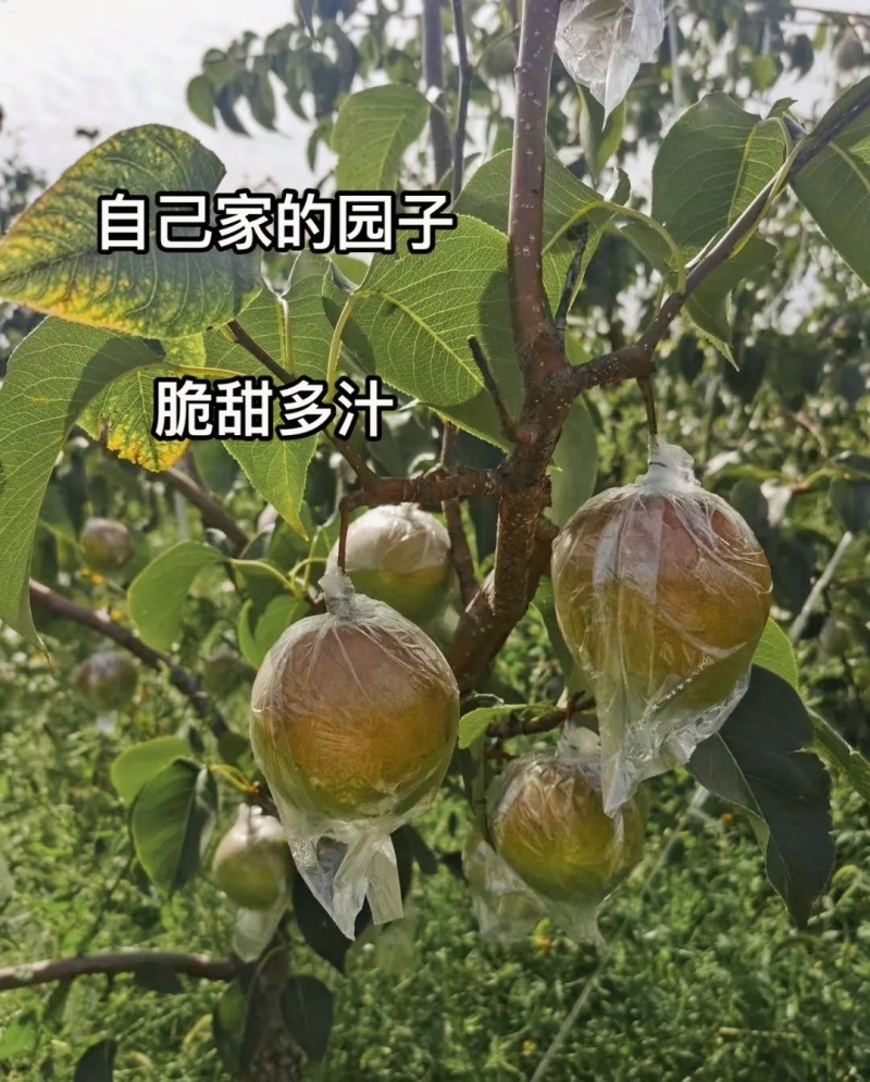 隰县玉露香梨