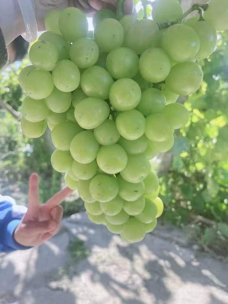 天津玫瑰香/阳光玫瑰/红宝石/蓝宝石