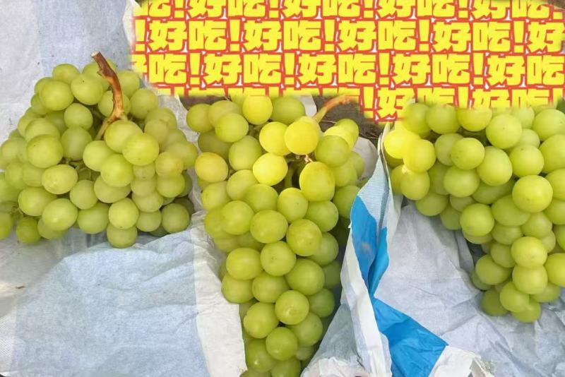 天津玫瑰香/阳光玫瑰/红宝石/蓝宝石