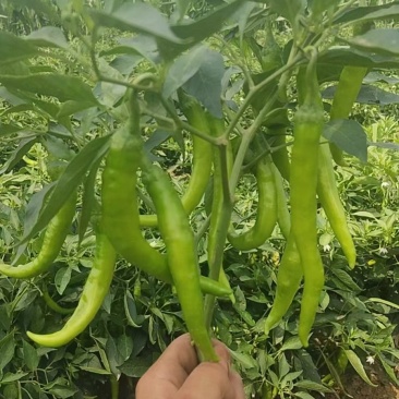 现摘的鲜辣椒家里种了15亩地的辣椒
