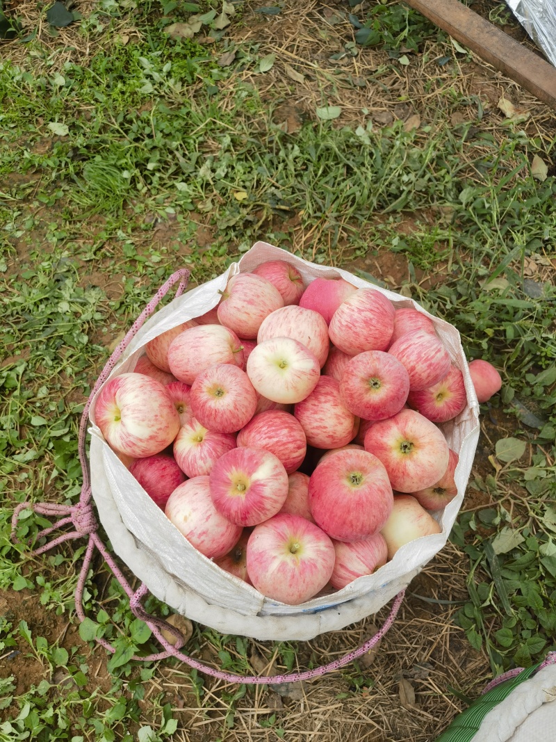 昭通丑苹果