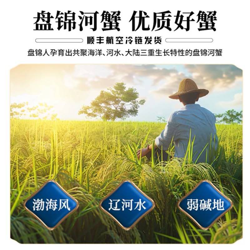盘锦稻田蟹产地直发鲜活发货