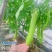 10g青狼青茄子种子