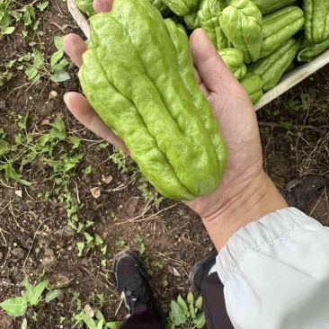 ***，喝山泉水长大的佛手瓜！自摘自卖。