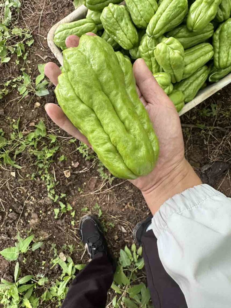 ***，喝山泉水长大的佛手瓜！自摘自卖。