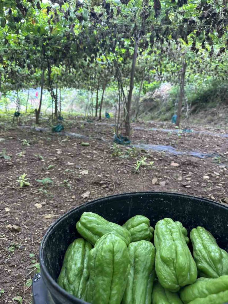 ***，喝山泉水长大的佛手瓜！自摘自卖。