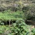 ***，喝山泉水长大的佛手瓜！自摘自卖。