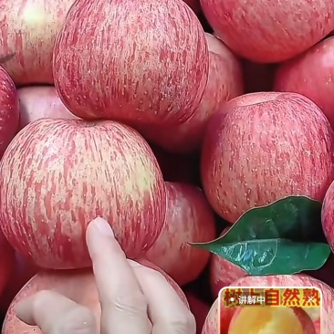 山西吉县红富士苹果