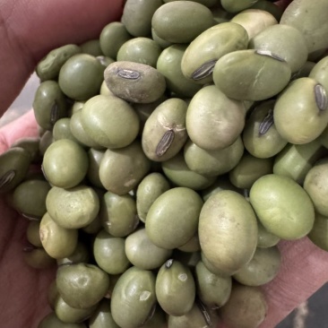 东北青大豆，双青豆8.0以上精选