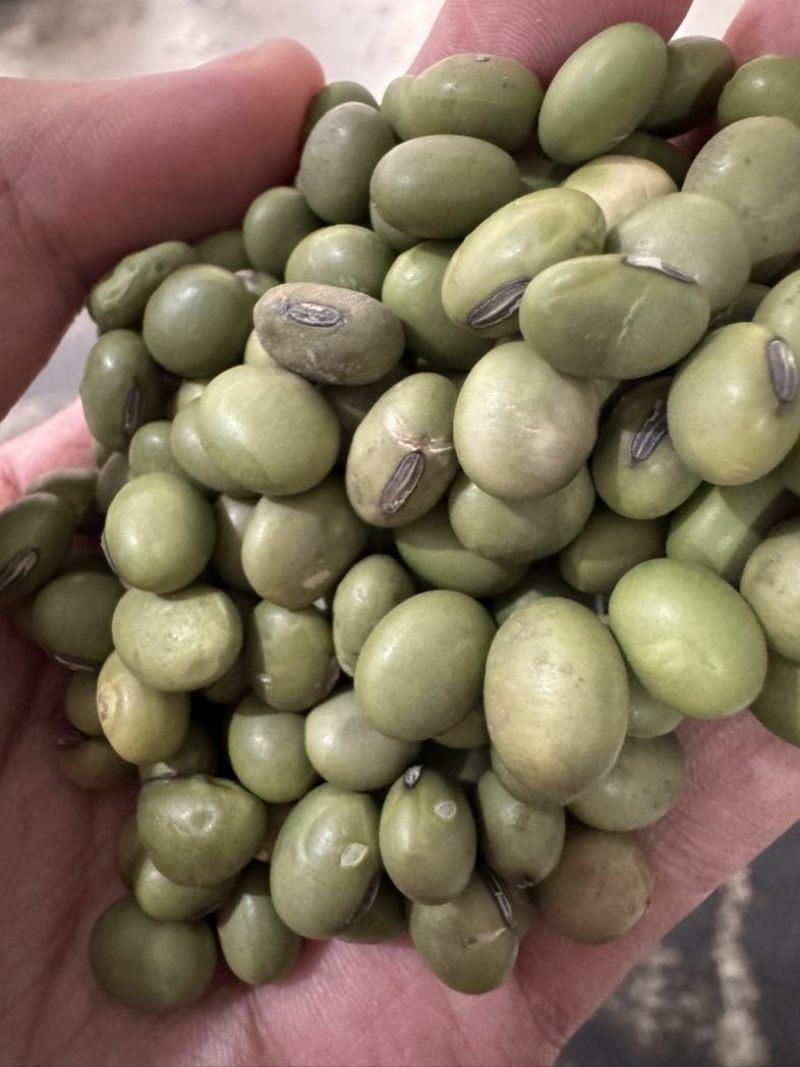 东北青大豆，双青豆8.0以上精选