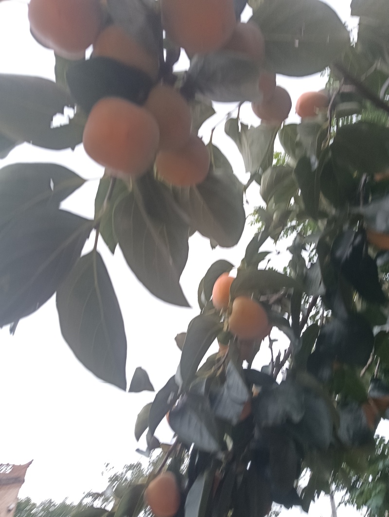 柿子
