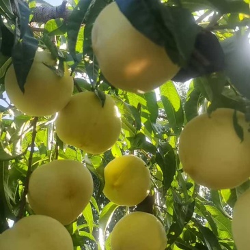 预售金秋红蜜，国庆节上市