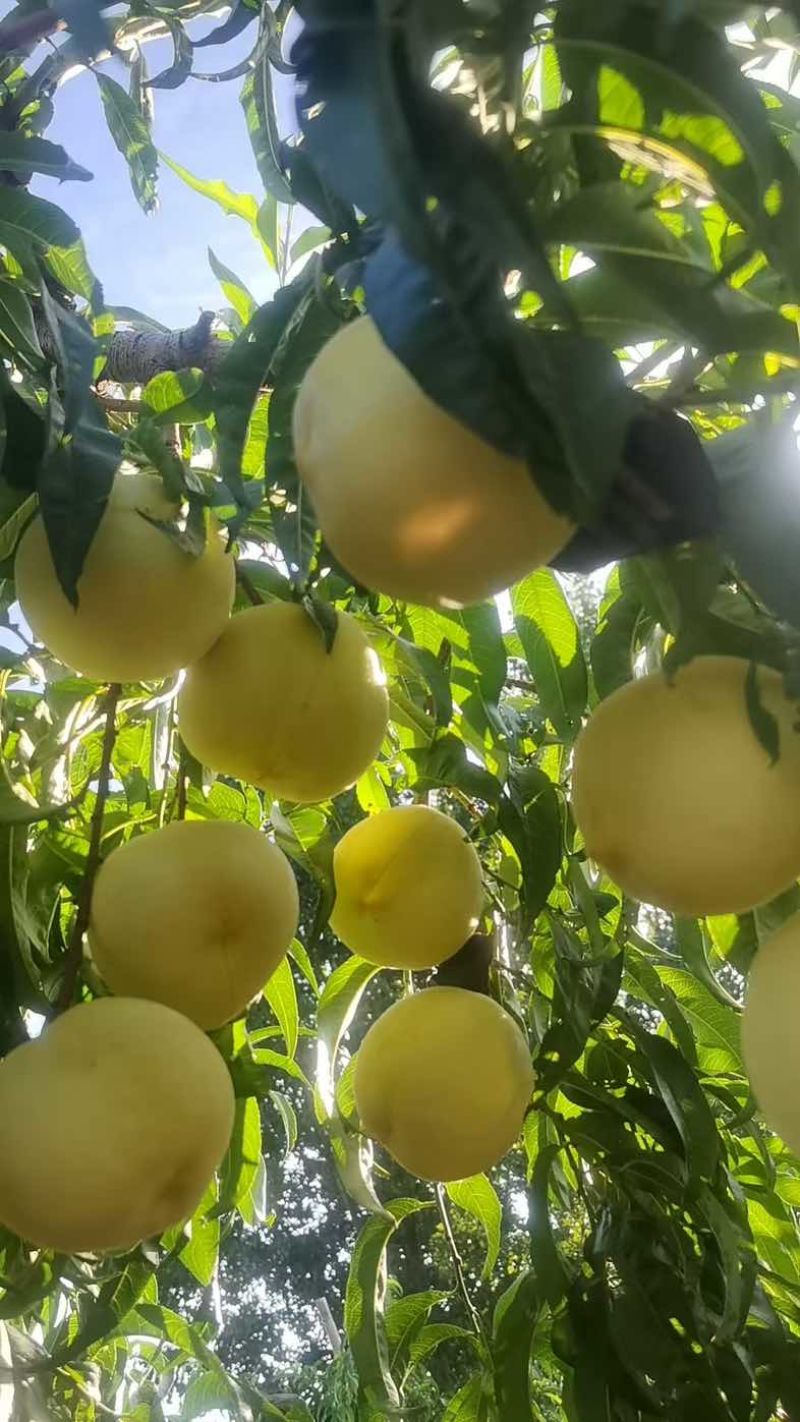 预售金秋红蜜，国庆节上市