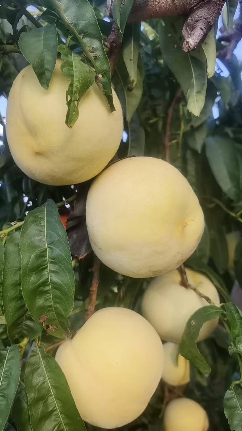 预售金秋红蜜，国庆节上市