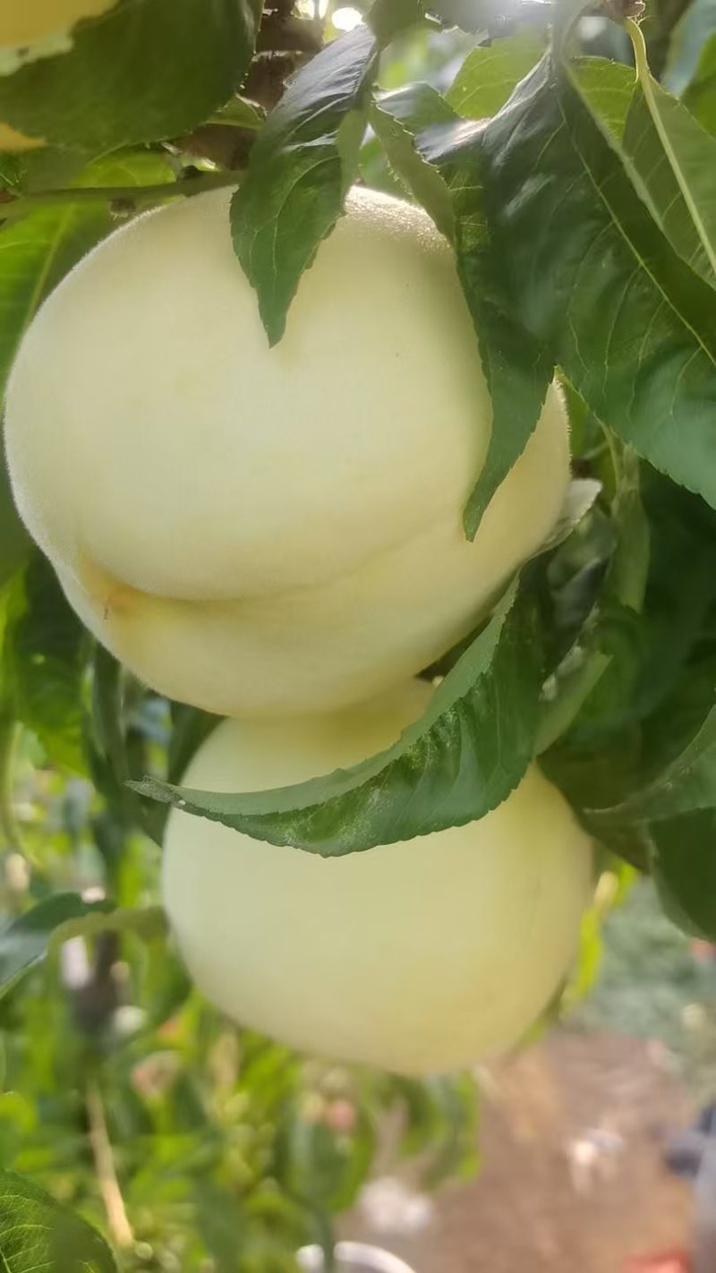 预售金秋红蜜，国庆节上市