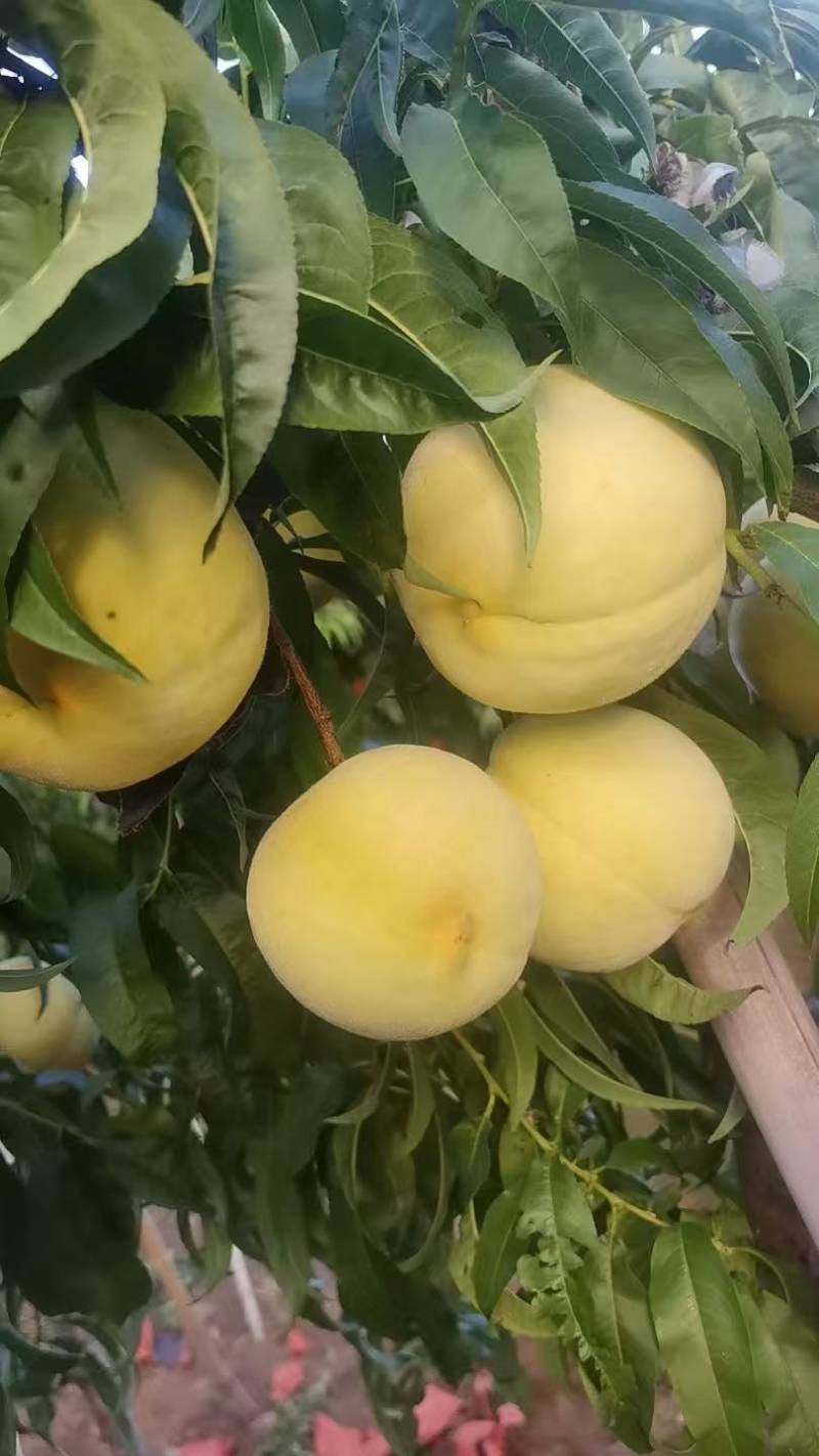 预售金秋红蜜，国庆节上市