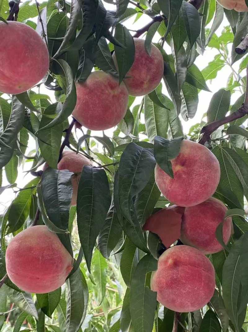 预售金秋红蜜，国庆节上市