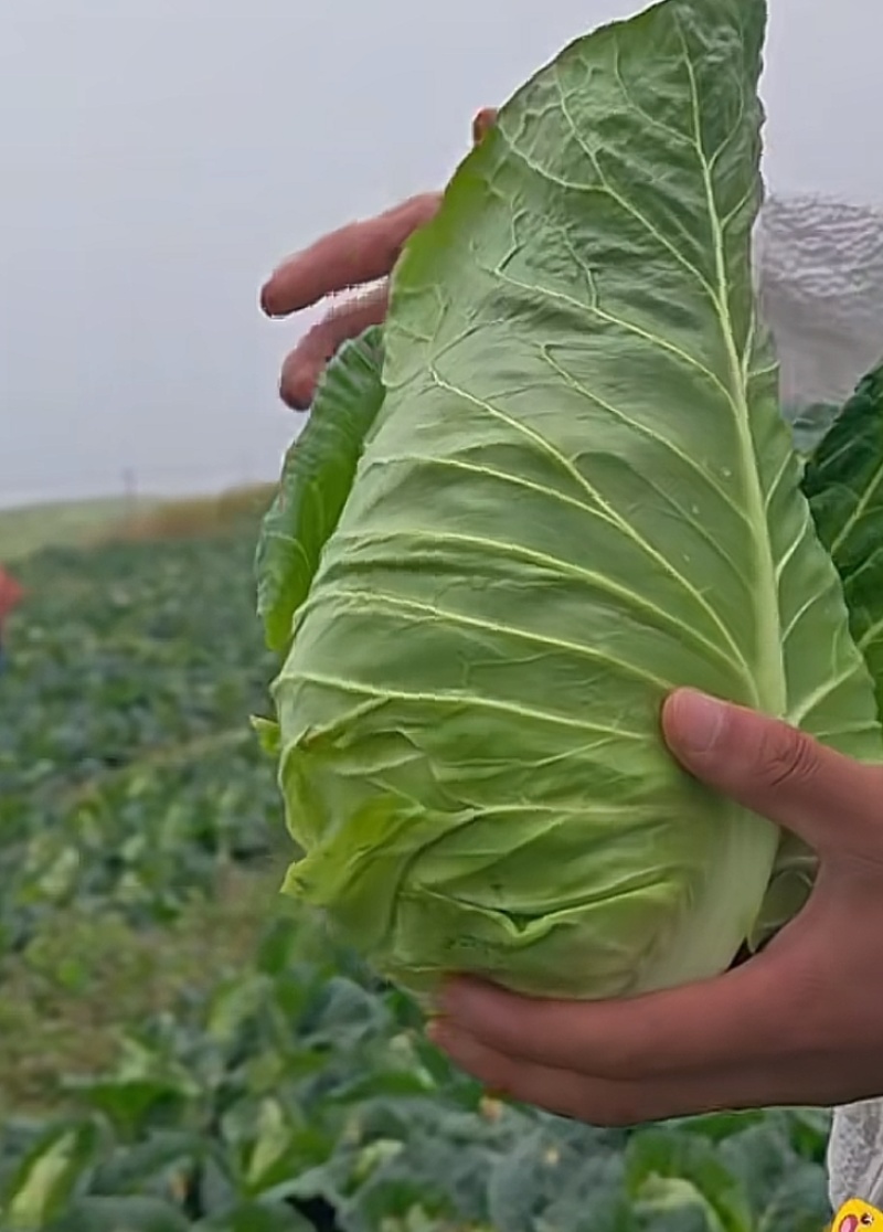云南牛角包包菜