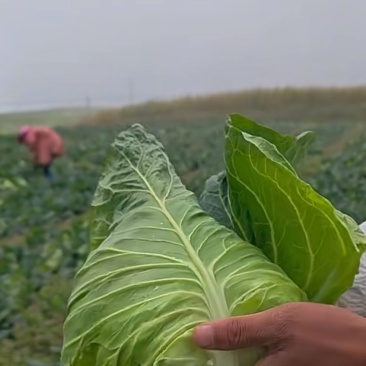 云南牛角包包菜