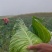 云南牛角包包菜