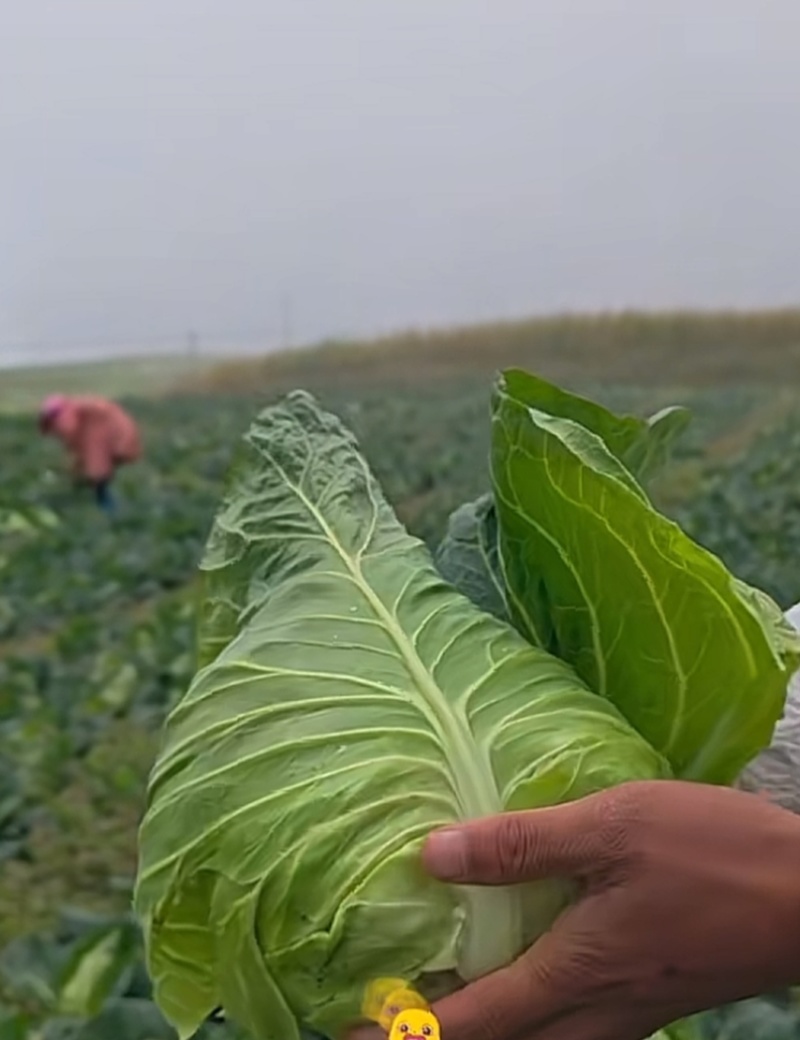 云南牛角包包菜